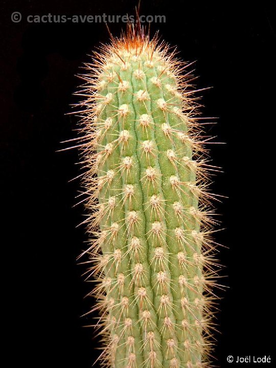 Cleistocactus glaucus JL ex ABCN P1180990